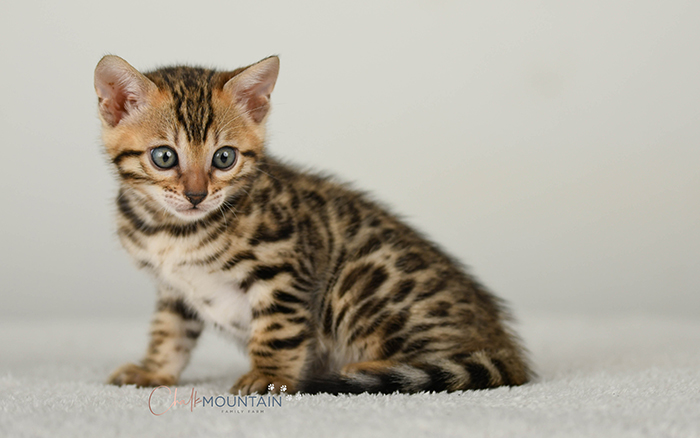 Bengal kitten for sale